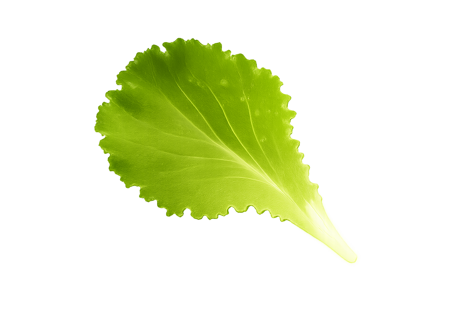 crisp green lettuce cookout burger topping